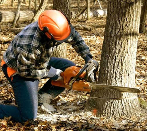 Tree Removal in Greenwood, LA